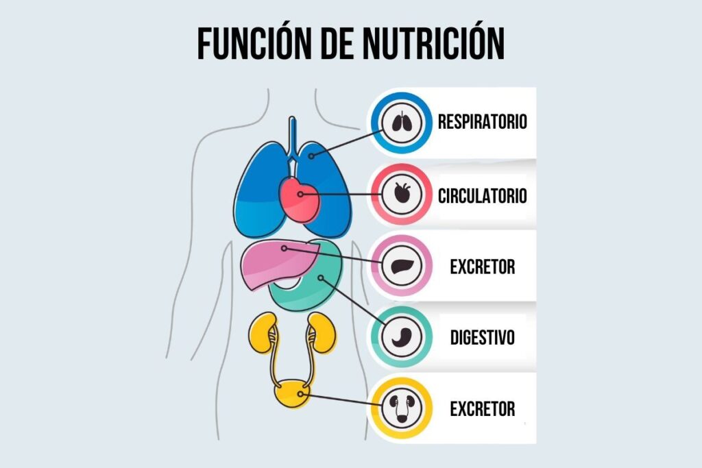 aparatos de funcion de nutricion